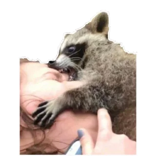 😡 Habēmus más Raccoon, Telegram sticker 20 of 120
