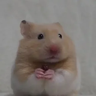 🐹 Más Muebles, Telegram sticker 18 of 83