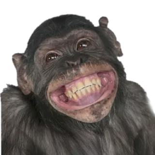 Monkeys- @sepajus