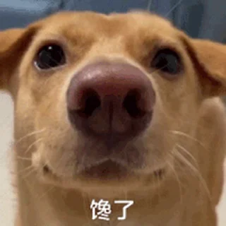 🕕 @GM9600  深圳👉5米上课., sticker Telegram 19 sur 39