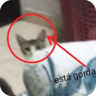 Gatos de chetito