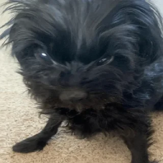 Bow