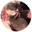 🙏 Cartel the Otter, Telegram sticker 5 of 69