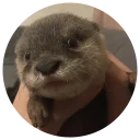 🐻 Cartel the Otter, Telegram sticker 21 of 69