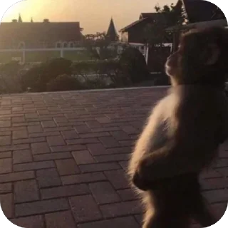 🫥 йой, стікер Telegram 16 з 73