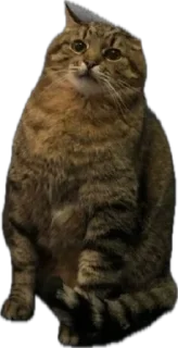 Sticker from Котэ
