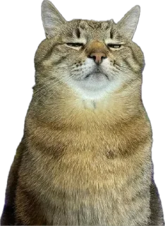 Sticker from Котэ