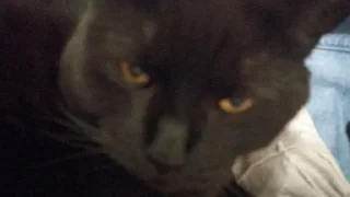 Sticker from кот котара котаррэ