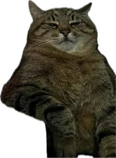 🤨 emoji Котэ Telegram sticker 22 of 42