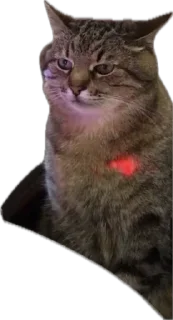 😕 emoji Котэ Telegram sticker 12 of 42