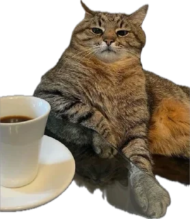 🙄 emoji Котэ Telegram sticker 8 of 42