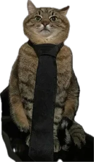 💼 emoji Котэ Telegram sticker 10 of 42