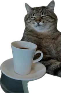 ☕️ emoji Котэ Telegram sticker 9 of 42