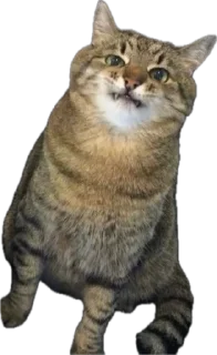 😤 emoji Котэ Telegram sticker 16 of 42