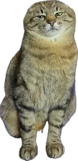 Sticker from Котэ