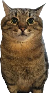 🫨 emoji Котэ Telegram sticker 5 of 42