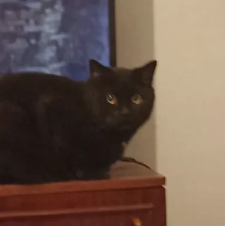 Sticker from кот котара котаррэ