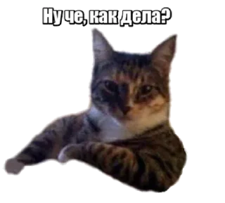 Sticker from Forty cats @stickersb2b