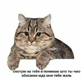😺 emoji Больше стикеров: @sticerru Telegram sticker 13 of 19
