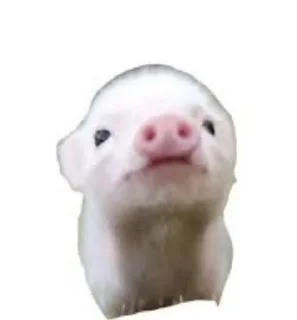 ⭐️ emoji Свиньи 🐷❤️💪🏿 @Stikerhi_bot Telegram sticker 9 of 14