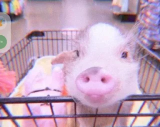 ⭐️ emoji Свиньи 🐷❤️💪🏿 @Stikerhi_bot Telegram sticker 11 of 14