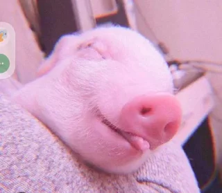 ⭐️ emoji Свиньи 🐷❤️💪🏿 @Stikerhi_bot Telegram sticker 14 of 14