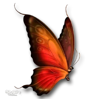 Sticker from @gifsandimages  🦋Butterfly🦋 — @stckrRobot