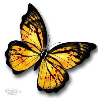 Sticker from @gifsandimages  🦋Butterfly🦋 — @stckrRobot