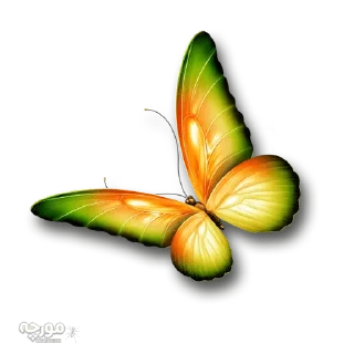 Sticker from @gifsandimages  🦋Butterfly🦋 — @stckrRobot