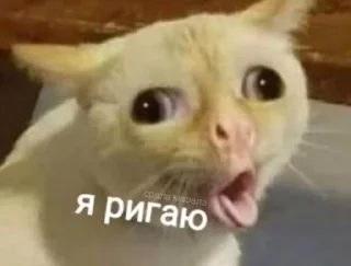🌟 emoji Срала Мазала Telegram sticker 2 of 83