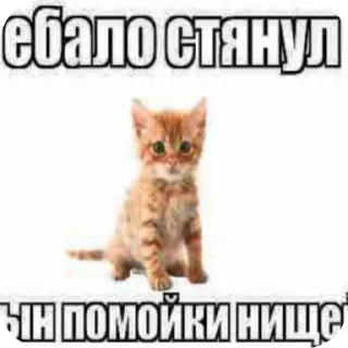 👍 emoji Чебупелик нажрался грибов @TgEmodziBot Telegram sticker 14 of 14