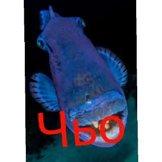 Sticker from ~АХ~ДЯДЯ СЕРГЕЙ ~АХ~ НЕ ТАК ГЛУБОКО