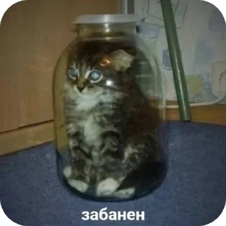 🐱 emoji Любимые стикеры Telegram sticker 1 of 29