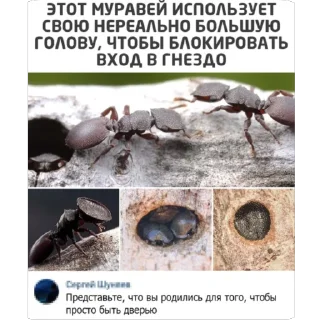 🫥 emoji МУРАВЬИ Telegram sticker 7 of 10