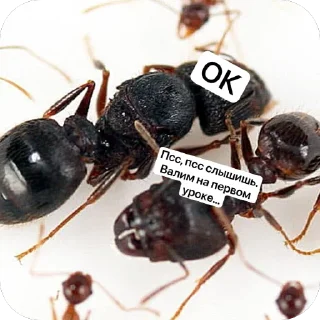 🫥 emoji МУРАВЬИ Telegram sticker 3 of 10