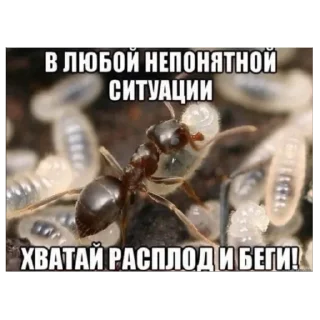 🫥 emoji МУРАВЬИ Telegram sticker 8 of 10