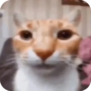 Sticker from мем коты | личка @imdezver ::