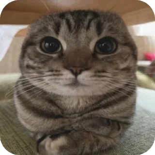 Sticker from мем коты | личка @imdezver ::