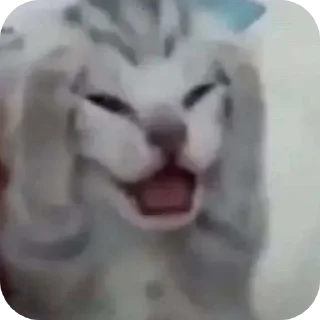 Sticker from мем коты | личка @imdezver ::