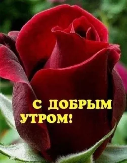 Sticker from нежности