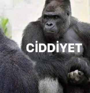 🌟 emoji @TheOksigen Telegram sticker 12 of 120