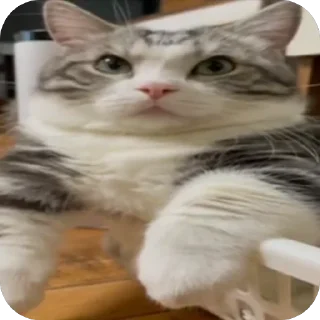 🫥 emoji 356,)₽;(7₽?::34,),),₽,6; Telegram sticker 19 of 120