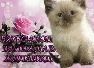 Sticker from обоссанный угол :@fStikBot
