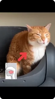 🌟 emoji Папа темпа Telegram sticker 9 of 18