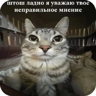🐱 emoji Расширение состояния Telegram sticker 24 of 37