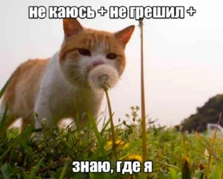 🥰 emoji Расширение состояния Telegram sticker 18 of 37