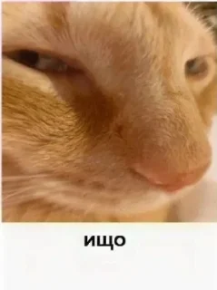 😋 emoji Расширение состояния Telegram sticker 14 of 37