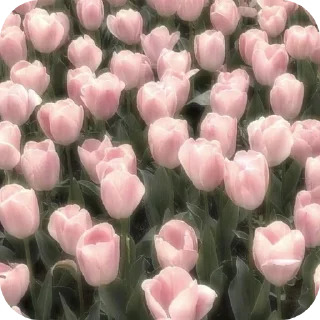 🌸 emoji Алиса блогерша Telegram sticker 9 of 12