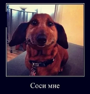 Sticker from Соси мне