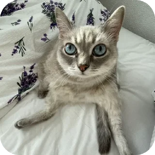 🐱 emoji СМЕШНЯВЫЕ КОТЕКИ ГЕРЫЧА Telegram sticker 3 of 22